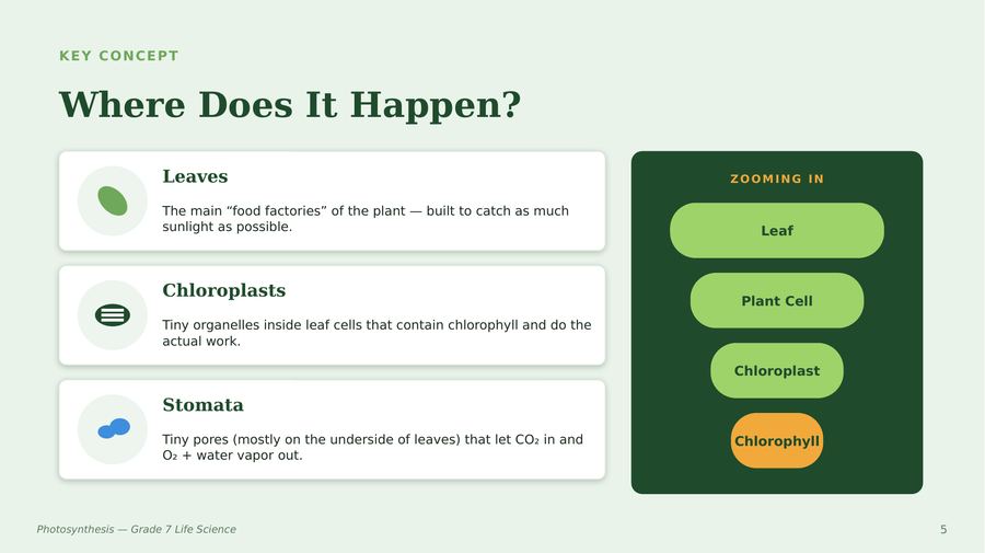 Slide 5