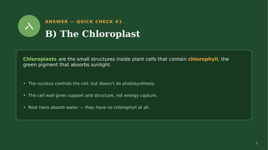 Slide 7